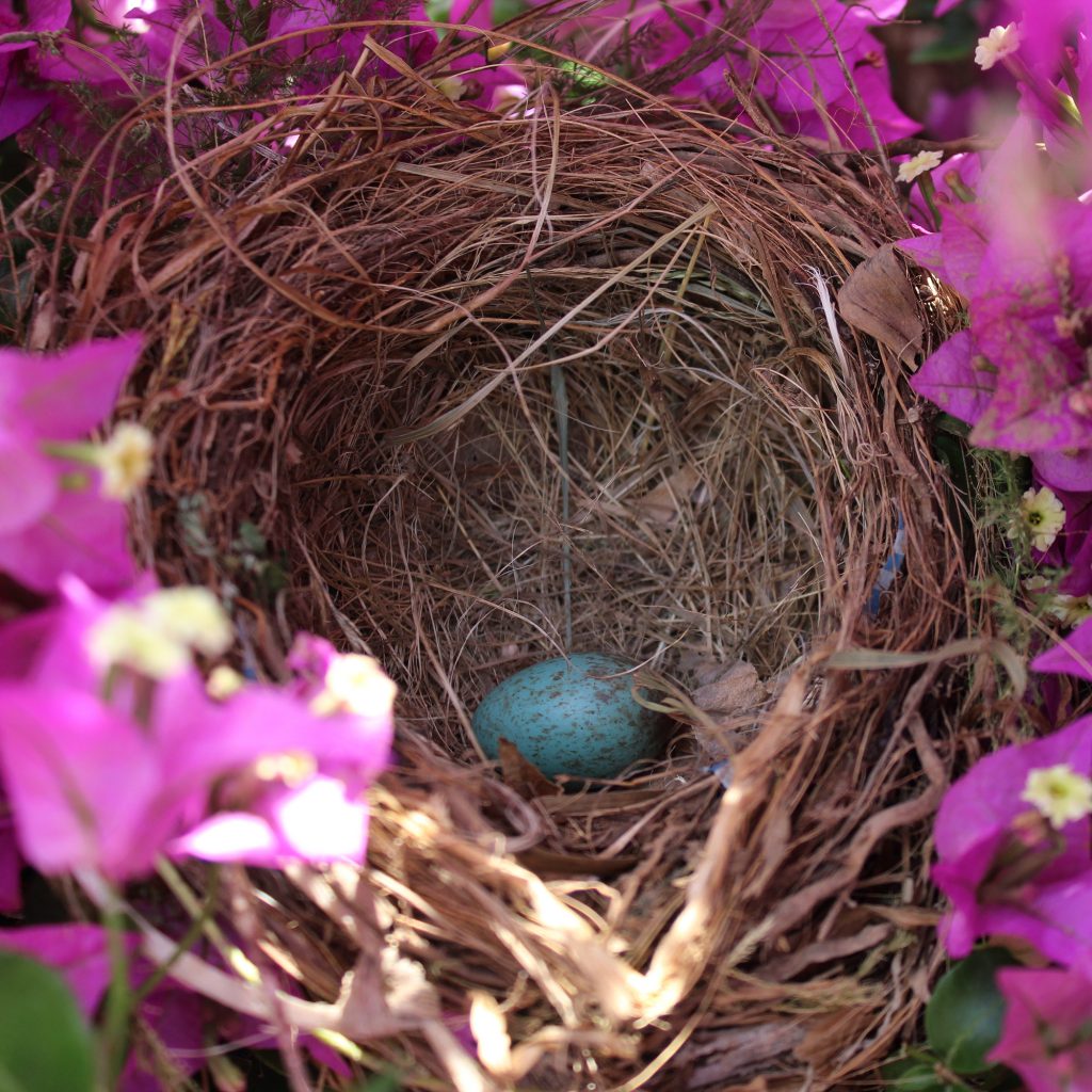 IMG 0385 1 | Pepita Calabaza | Un cervatillo libre bordado durante el encierro