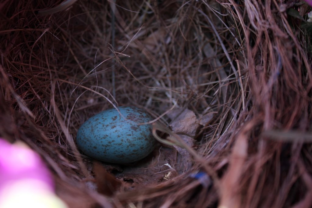 IMG 0388 | Pepita Calabaza | Un cervatillo libre bordado durante el encierro